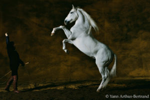 Pure-bred Spanish (Andalusian) stallion, Toreo, eleven years old. Farm of Chapelle-Fontaine of the Mario Luraschi, Chaalis, France.